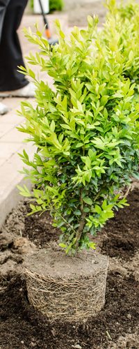 Pensaiden istutus - Puutarhasinko