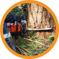 Puun kaato - Puutarhasinko