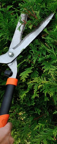 Pensaiden leikkaus työssä