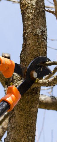 Puun leikkaus työssä